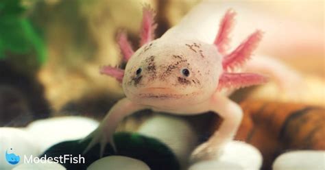 oxyotl fish|Axolotl Care Guide & Habitat Setup For .